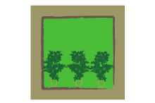 P�pini�ristes: produits, cliquer ICI