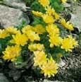 Adonide de Printemps (Adonis vernalis) - 