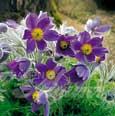 An�mone pulsatille (Pulsatilla vulgaris) - 