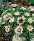 Chardon argent� (Carlina acaulis) - 