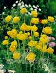 Trolle d�Europe (Trollius europaeus) - 