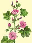 Guimauve (Malva sylvestris) - Guimauve avec des fleurs caract�ristiques � longues rayures pourpre analg�sique, anti-inflammatoire, expectorant, l�g�rement laxatif 