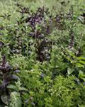 Symphonie de fleurs anti-moustique - Annuelles. S. avril - juin. F. juin - septembre. H. 20 - 35 cm. Originales, parfum�es, belles! Le m�lange contient des plantes annuelles telles que l�anis, plusieurs vari�t�s de basilic et la menthe aux chats, qui tient les moustiques � l��cart. 
