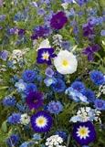 Symphonie de fleurs Outremer - Annuelles. S. Avril - juin. F. juin - septembre. H. 20 - 40 cm. La symphonie en bleu ultramarin est jou�e par un duo talentueux de blanc et de bleu. Les tonalit�s de bleu sont tr�s vari�es gr�ce aux ipom�es, aux bleuets et � la sauge hormin. Le blanc des ib�rides, god�ties et lobulaires soulignent le bleu. Vagues fantastiques avec des cr�tes d��cume blanches. 