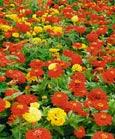 Symphonie de fleurs Rouge et Or - Annuelles. S. avril - juin. F. juillet - ao�t. H. 60 - 90 cm. Les zinnias rouges et jaunes dominent dans ce m�lange, qui contient en outre des soucis, tag�tes et tournesols du Mexique pour renforcer et compl�ter la coloration. 